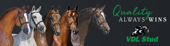 CLOVER Tip Top van't Roosakker - Hippomundo